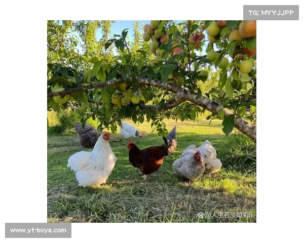 高地红石榴丰收的八大养护技巧助你轻松种植出优质果实 高地红石榴丰收的八大养护技巧助你轻松种植出优质果实